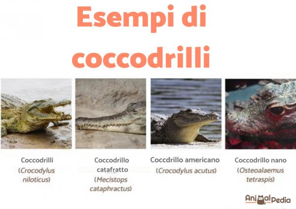 Tipos de cocodrilos: Características, nombres y ejemplos - Vida con  Mascotas ▷➡️