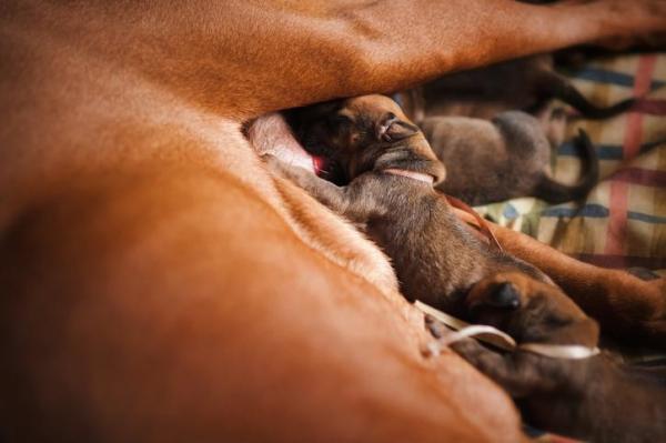 ¿Cómo nacen los perros? - ¿Qué comen la madre y los cachorros recién nacidos?