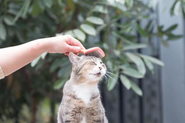 Cepillos para gatos de pelo corto - Cómo cepillar a un gato de pelo corto