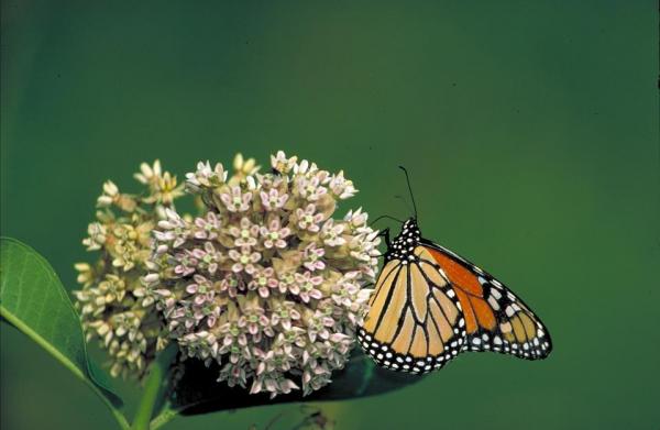 Mariposa monarca: Características y curiosidades - Alimentando a la mariposa monarca