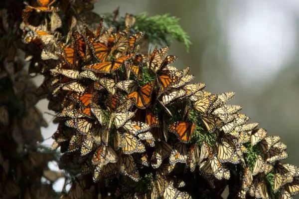 Mariposa monarca: Características y curiosidades - Migración de la mariposa monarca