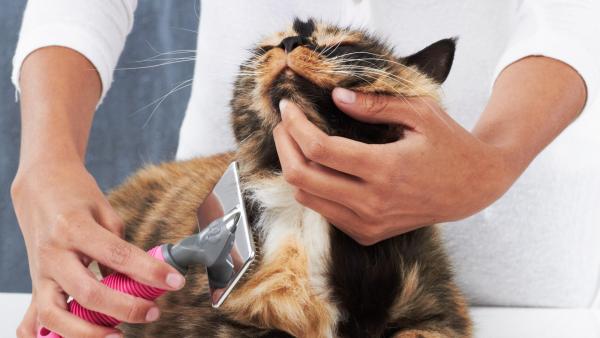 Trucos para hacer que el pelo de su gato brille - Cepille a su gato a diario