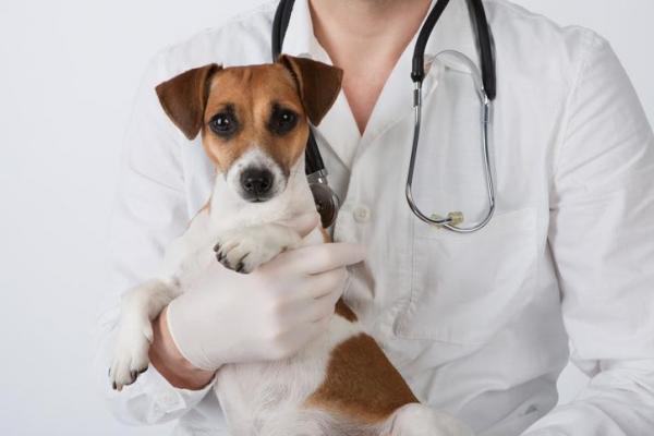 ¿Por qué el perro vomita sangre? - El perro vomita sangre: otras causas