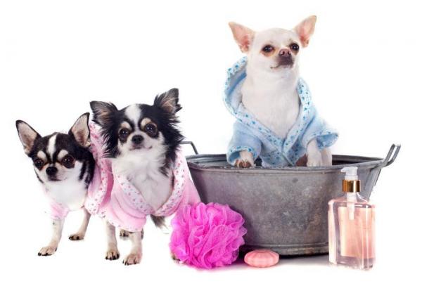 Cómo lavar a su perro en casa: consejos y productos - 10 consejos para lavar a su perro en casa