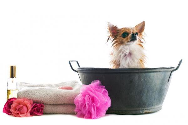 Cómo lavar a su perro en casa: consejos y productos - ¿Qué necesita?
