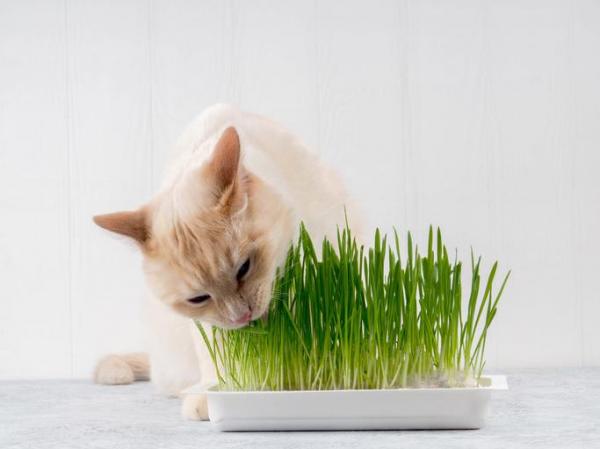 Plantas NO venenosas para gatos - Menta gatuna o hierba gatera