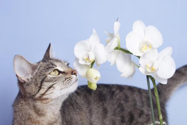 Plantas NO venenosas para gatos - Orquídea