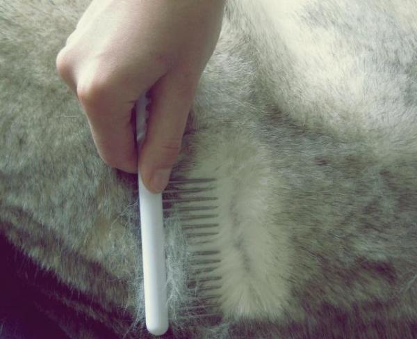 Siberian Husky: Cuidado del cabello - Cepillar a un Husky siberiano