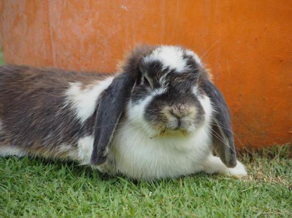 Por qué el conejo estornuda - El conejo estornuda y tiene mocos