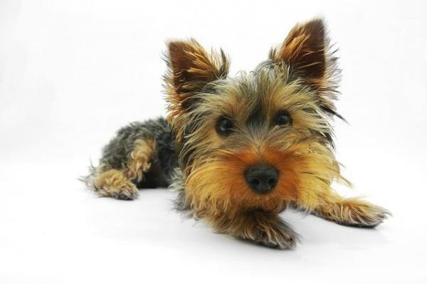 Cómo enderezar las orejas de un Yorkshire Terrier - Esquilando las orejas