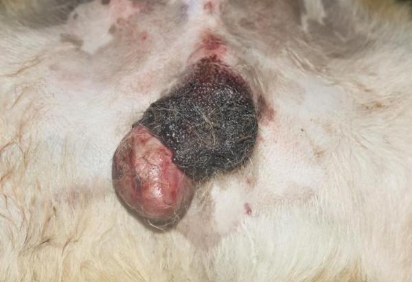Tumor en los testículos del perro: Síntomas, causas y tratamiento - Definición de cáncer de testículo