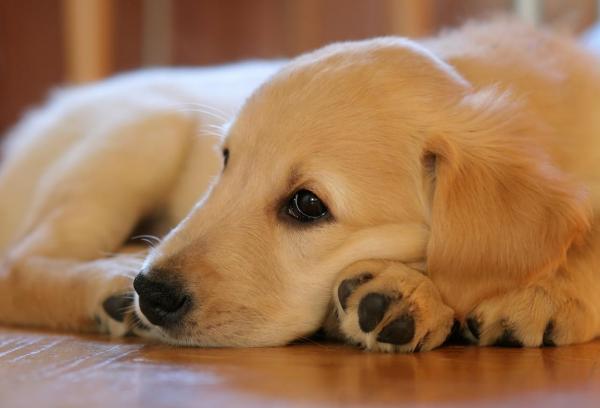 Cómo entrenar un Golden Retriever: consejos - Enseñe a su perro los hábitos de higiene