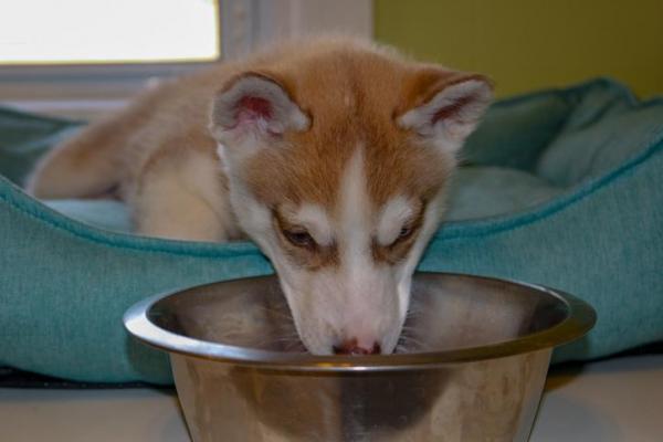 Cómo cuidar a un cachorro de husky siberiano - Alimentar al cachorro de husky siberiano