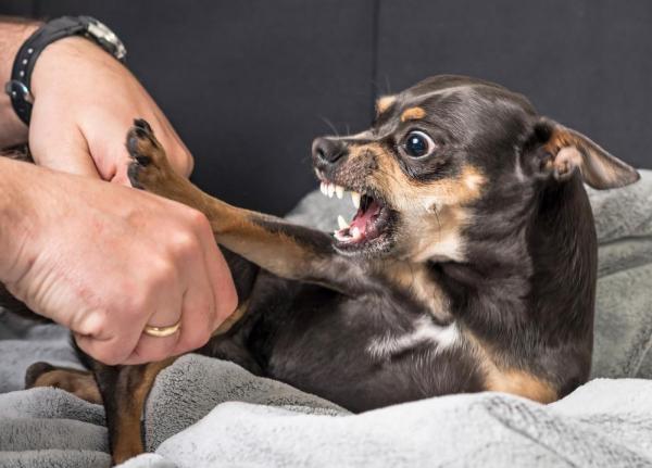 El cachorro muerde cuando juega: por qué y qué hacer - El perro está enfermo y por lo tanto es agresivo.