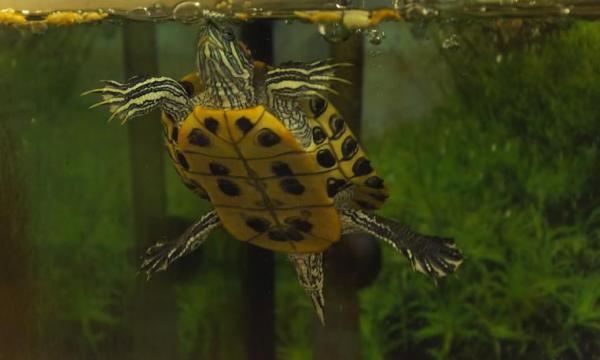 La tortuga como mascota - Cuidar de una tortuga de agua