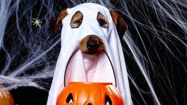 15 disfraces de Halloween para perros - 2. Fantasma