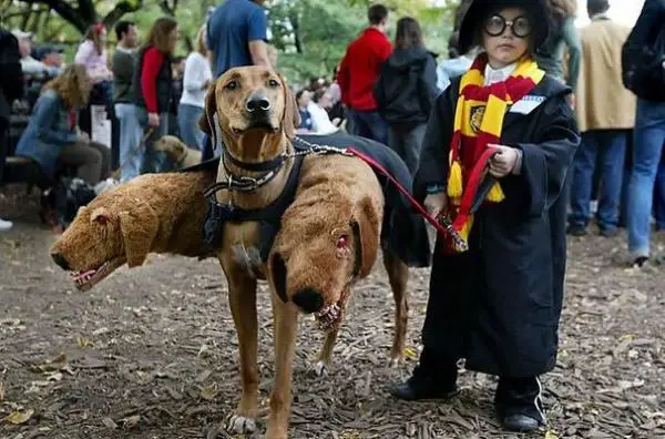 15 disfraces de Halloween para perros - 5. El perro de tres cabezas de Harry Potter