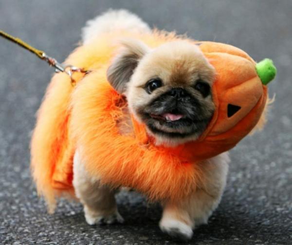 15 disfraces de Halloween para perros - 1. Calabaza