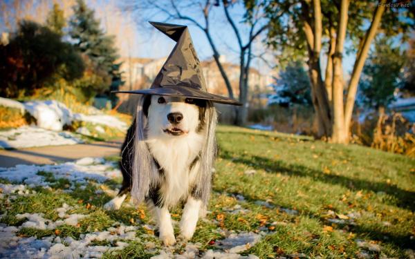 15 disfraces de Halloween para perros - 8. Bruja o mago