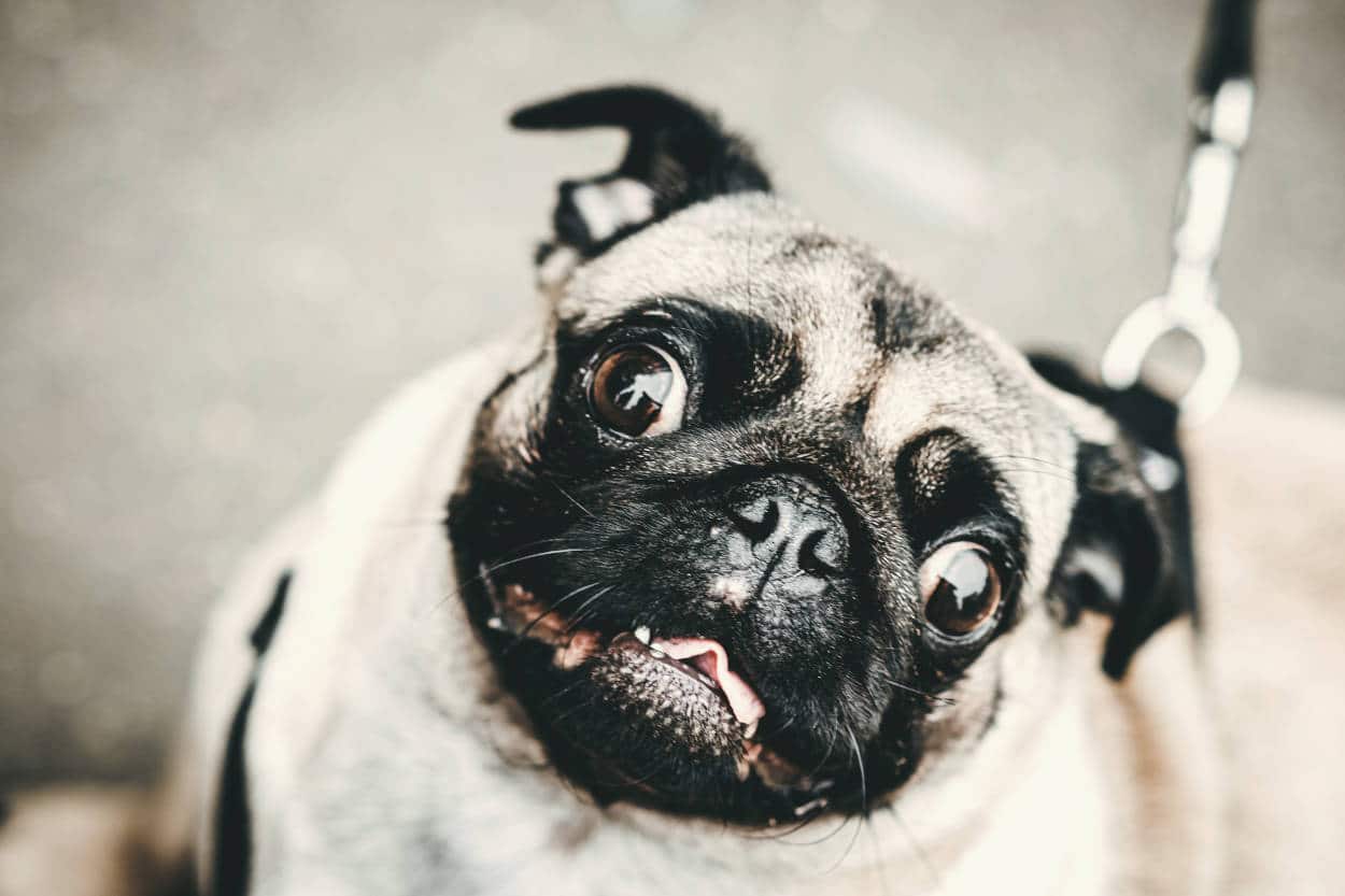 perro dobla la cabeza cuando hablamos