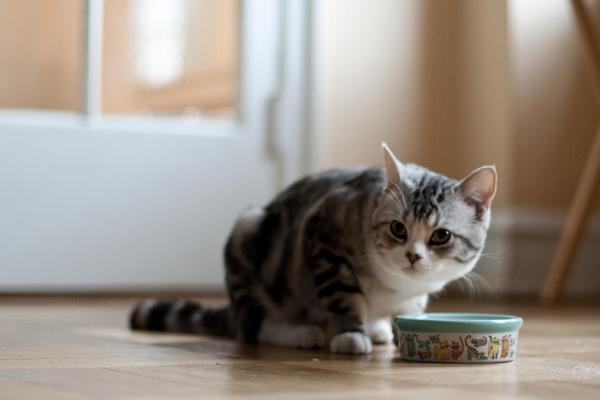 Gato siempre hambriento: ¿qué hacer? - El gato siempre come por aburrimiento o problemas psicológicos