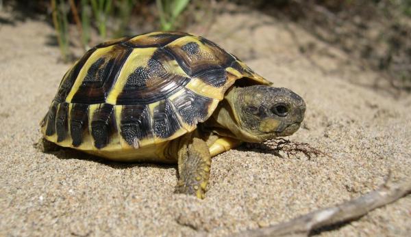 Tortugas hibernando - ¿Qué tortugas entran en hibernación?
