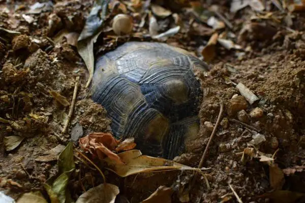 Hibernación de las tortugas - Características de la hibernación