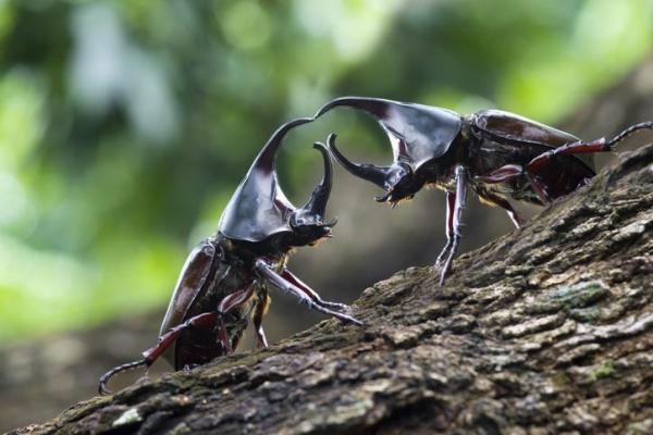 Tipos de escarabajos - Imágenes y nombres - Características de los escarabajos