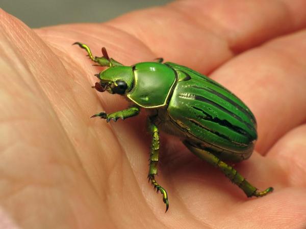 Tipos de escarabajos - Imágenes y nombres - Chrysina glorosa