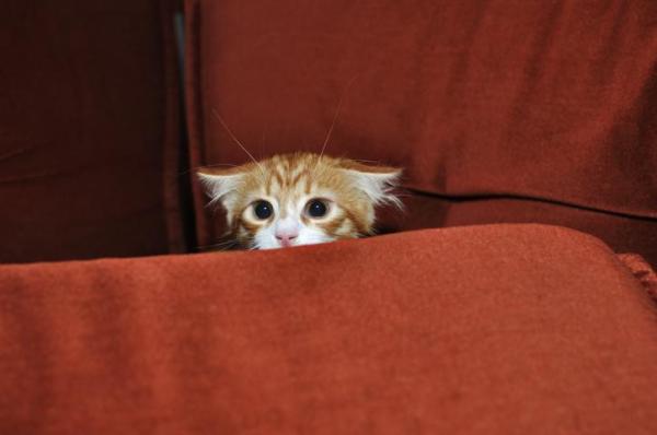 15 Cosas que no tienen que ver con el gato - 3. Castigar y/o regañar al gato
