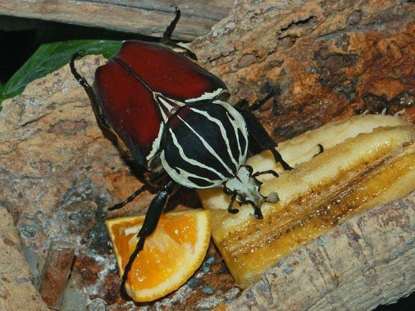 Tipos de escarabajos - Imágenes y nombres - Escarabajo Goliat