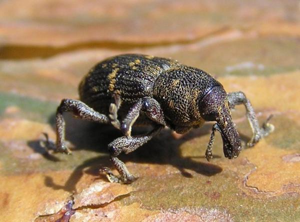 Tipos de escarabajos - Imágenes y nombres - Hibridación del abeto 