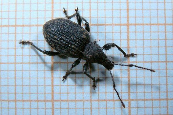 Tipos de escarabajos - Imágenes y nombres - Oziorinc de la vid 