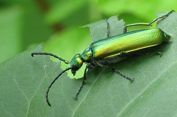 Tipos de escarabajos - Imágenes y nombres - Cantaride officinale