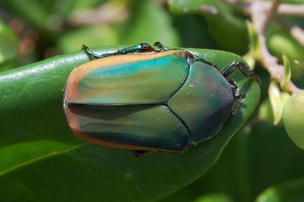 Tipos de escarabajos - Fotos y nombres - Cotinis mutabilis