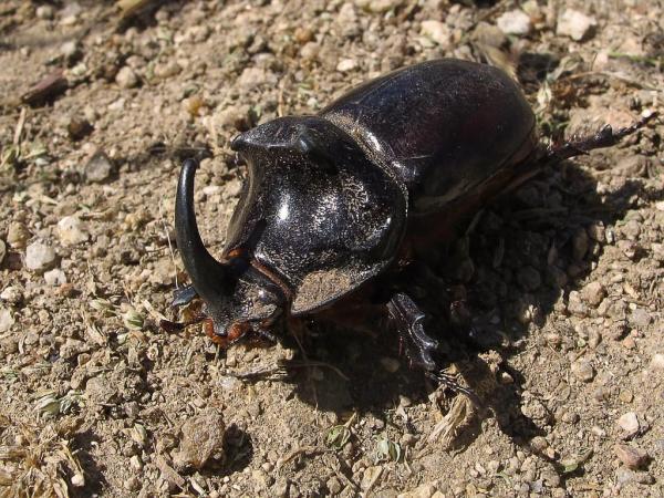 Tipos de escarabajos - Imágenes y nombres - Escarabajo rinoceronte