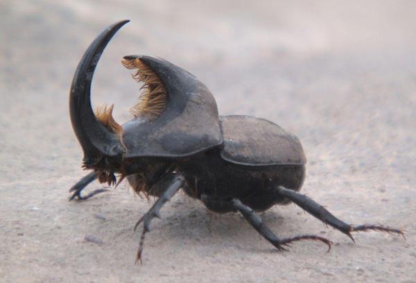 Tipos de escarabajos - Imágenes y nombres - Diloboderus abderus Sturm
