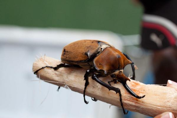 Tipos de escarabajos - Imágenes y nombres - Escarabajo Hércules