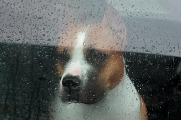 Sacar al perro bajo la lluvia: consejos útiles - ¿Los perros le temen a la tormenta?
