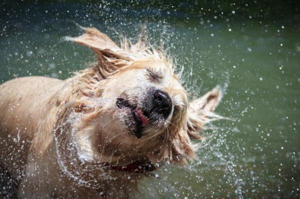 Sacar al perro bajo la lluvia: Consejos útiles - Qué hacer si un perro mojado se enferma