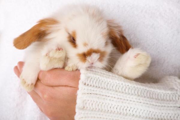 Embarazo de la coneja - Duración, síntomas y cuidados - Madurez de las conejas