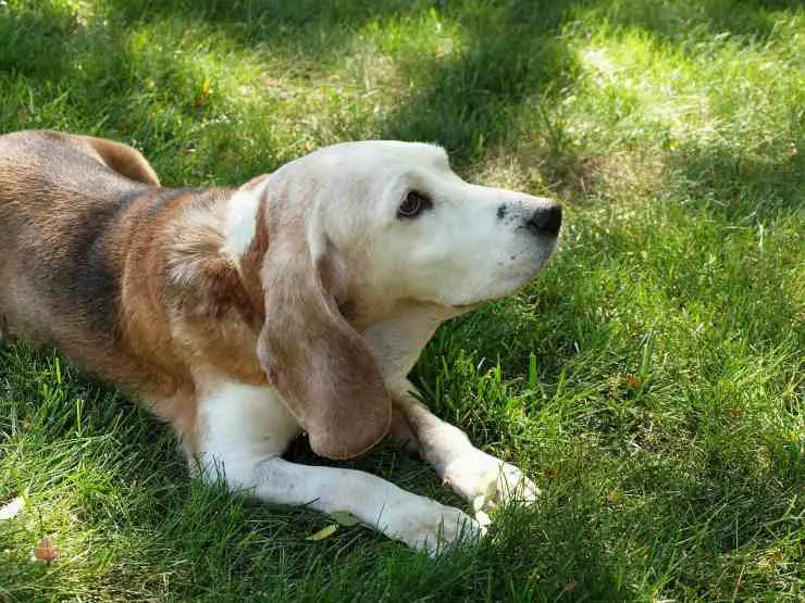 Perro en el césped