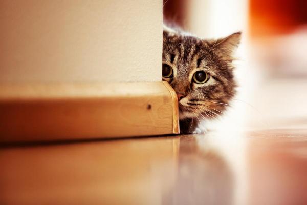 Por qué mi gato tiene miedo de todo - ¿Cómo saber cuando el gato tiene miedo? 