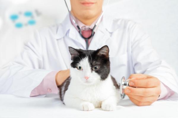 Ascitis en el gato: Causas y curas - Causas de la ascitis en el gato