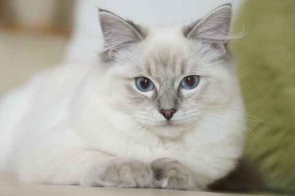 Ascitis en el gato: Causas y tratamiento - Diagnóstico del derrame abdominal en el gato
