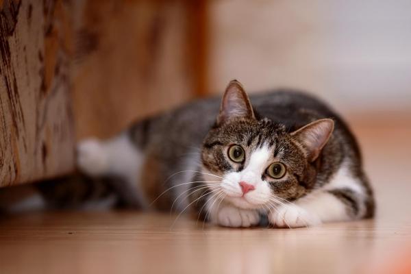 Ascitis en el gato: Causas y curas - ¿Qué es la ascitis en el gato?