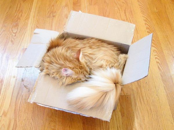El gato duerme en la caja de arena: ¿por qué? - Al gato le gusta estar en la caja de arena