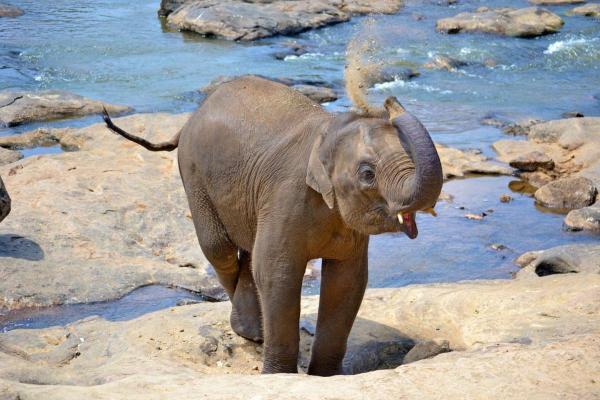 ¿Cuánto tiempo dura el embarazo de un elefante? - La gestación del elefante
