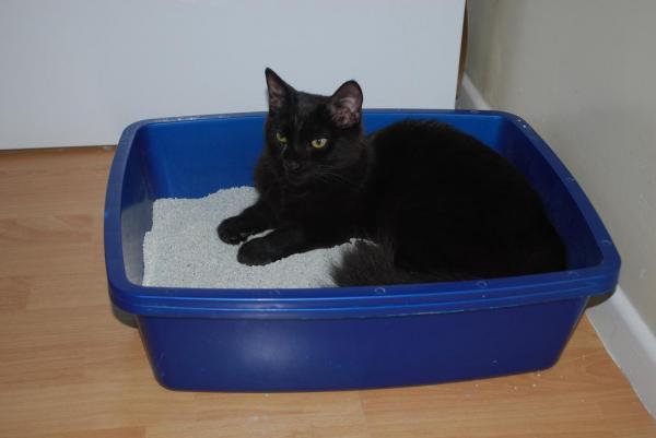 El gato duerme en la caja de arena: ¿por qué? - El gato está enfermo