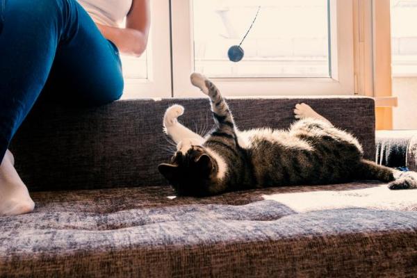 DIY Cat Gym - Ideas de gimnasio para gatitos